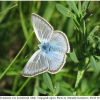 pol boisduvalii male2 volg